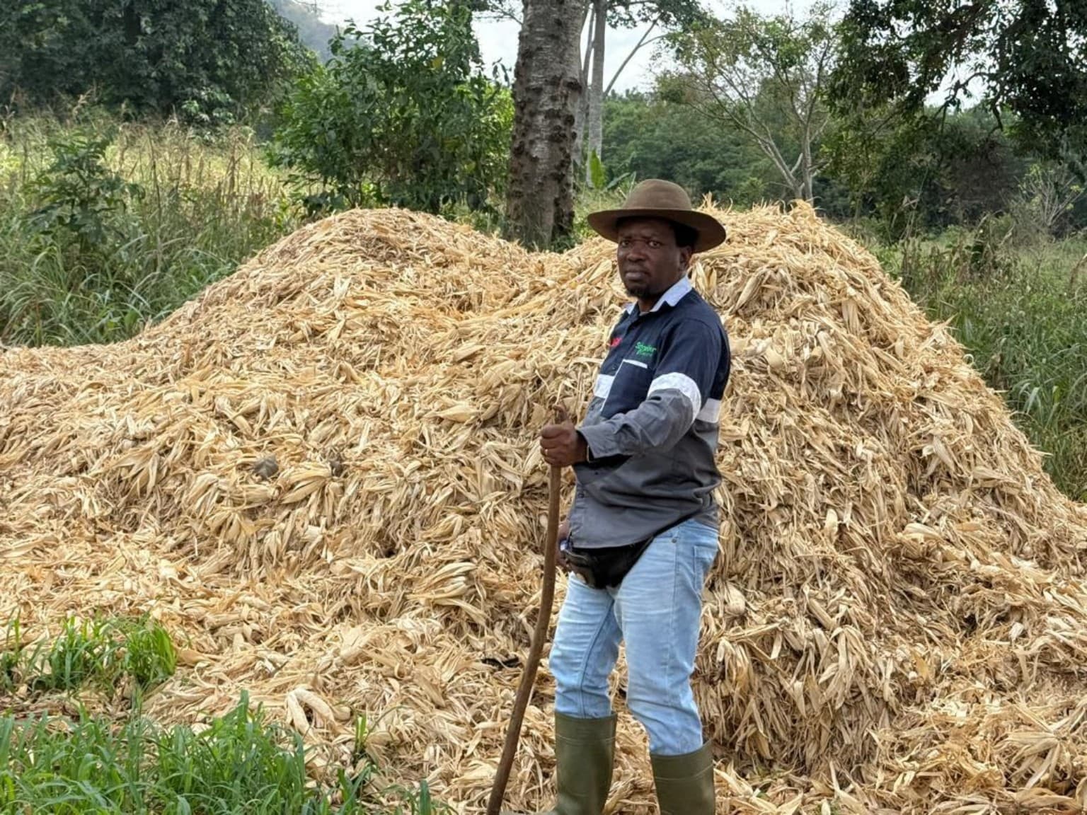 Maize husks at Gbedeka Farms